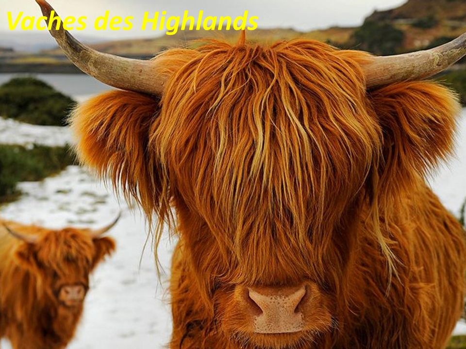 Highland Cattle From Scotland