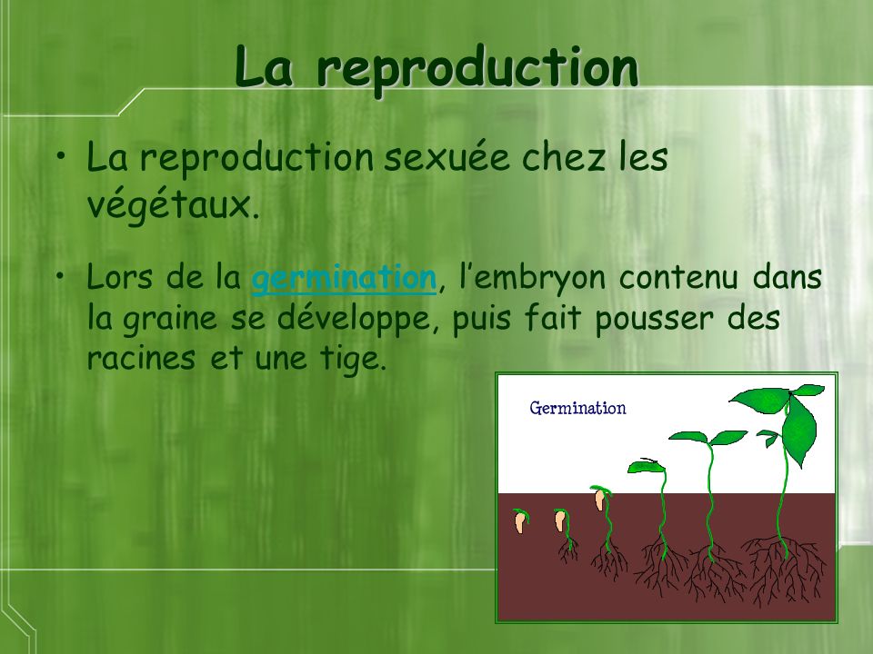 La reproduction La reproduction sexuée chez les végétaux.