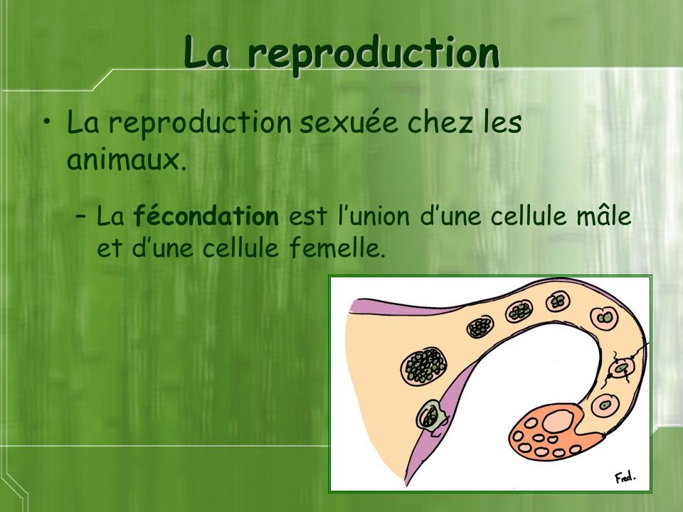 La reproduction La reproduction sexuée chez les animaux.