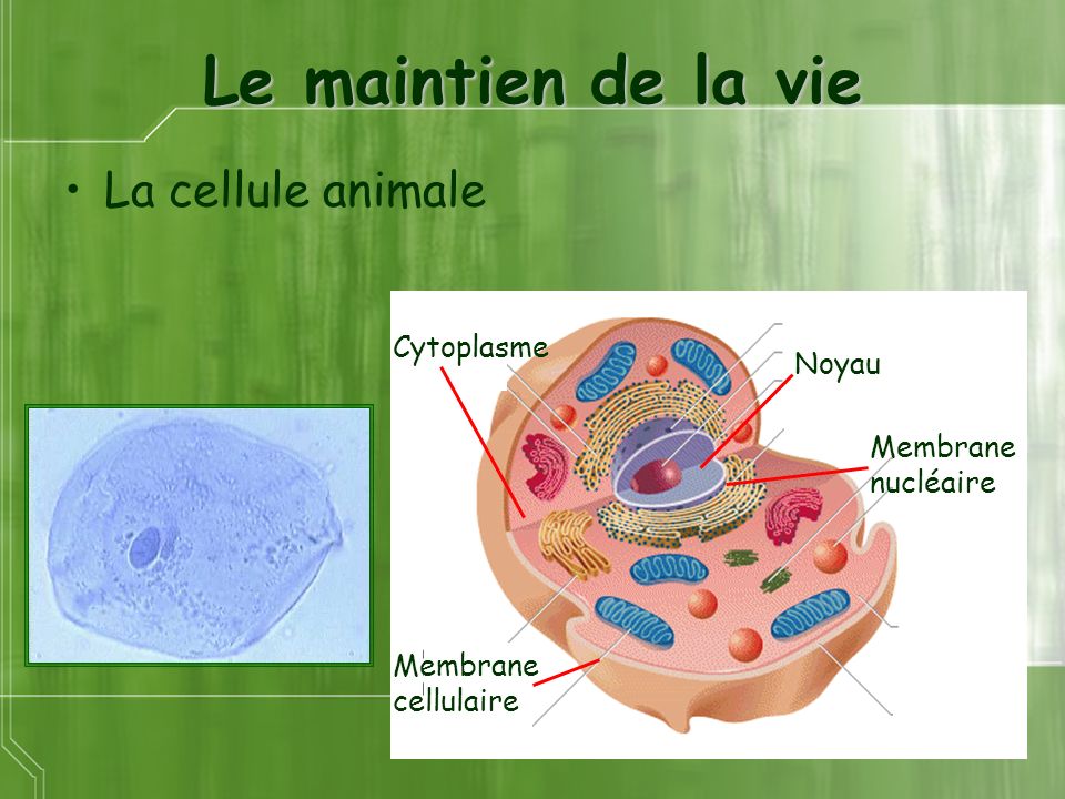 Le maintien de la vie La cellule animale Cytoplasme Noyau