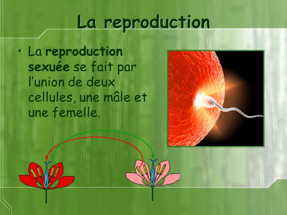 La reproduction La reproduction sexuée se fait par l’union de deux cellules, une mâle et une femelle.