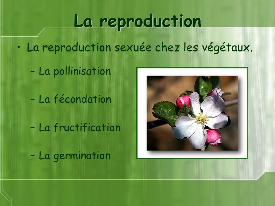 La reproduction La reproduction sexuée chez les végétaux.
