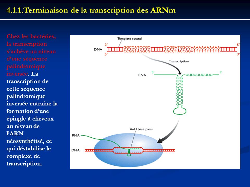 4.1.1.Terminaison de la transcription des ARNm