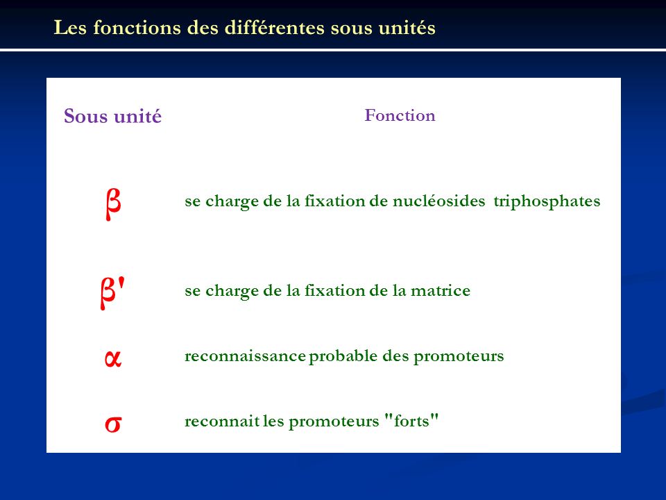 β β α σ Les fonctions des différentes sous unités Sous unité Fonction