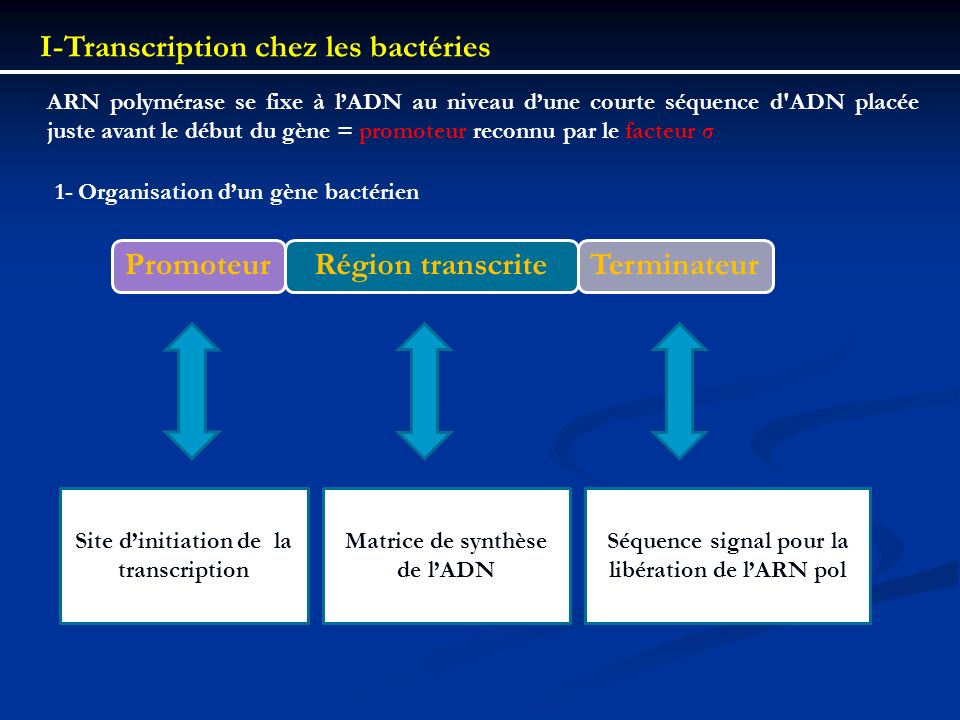 I-Transcription chez les bactéries