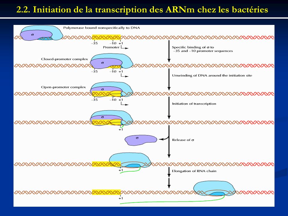 2.2. Initiation de la transcription des ARNm chez les bactéries