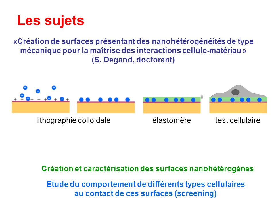 Les sujets «Création de surfaces présentant des nanohétérogénéités de type mécanique pour la maîtrise des interactions cellule-matériau »