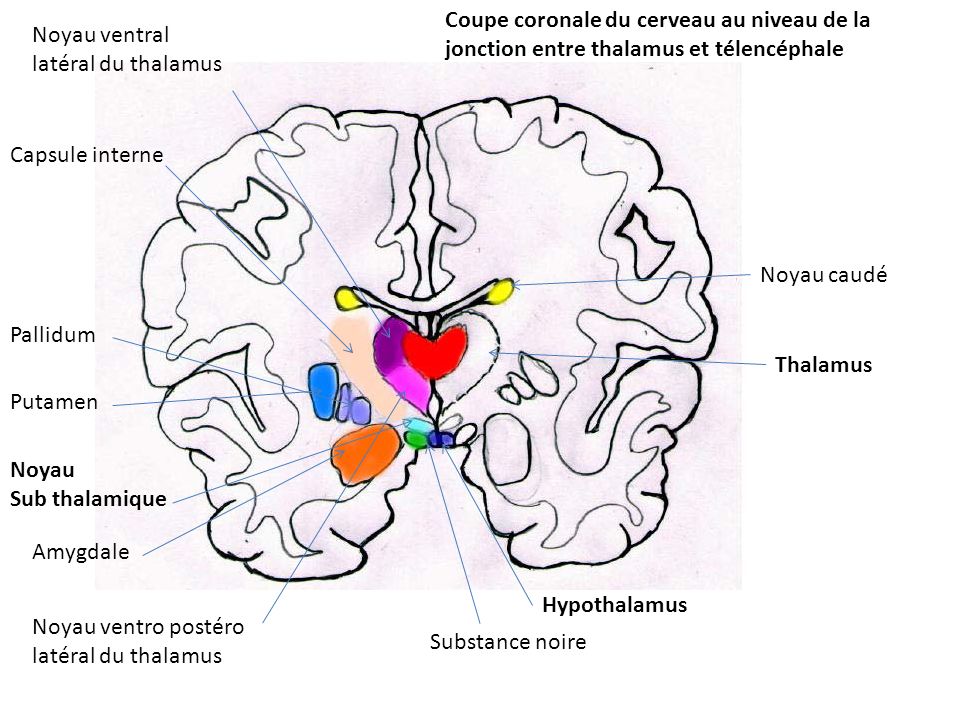 Coupe coronale du cerveau au niveau de la jonction entre thalamus et télencéphale