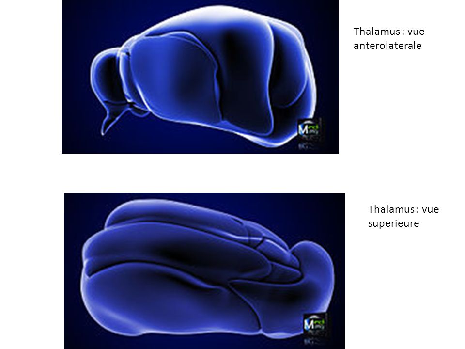 Thalamus : vue anterolaterale