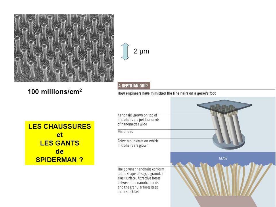 2 µm 100 millions/cm2 LES CHAUSSURES et LES GANTS de SPIDERMAN