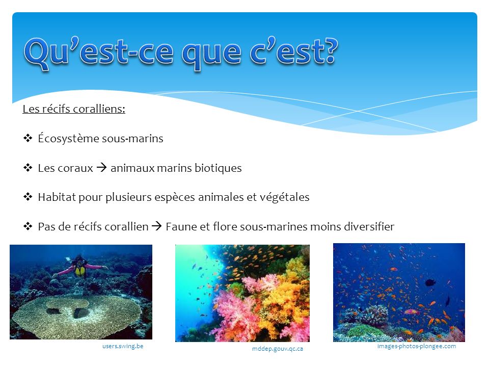 Qu’est-ce que c’est Les récifs coralliens: Écosystème sous-marins