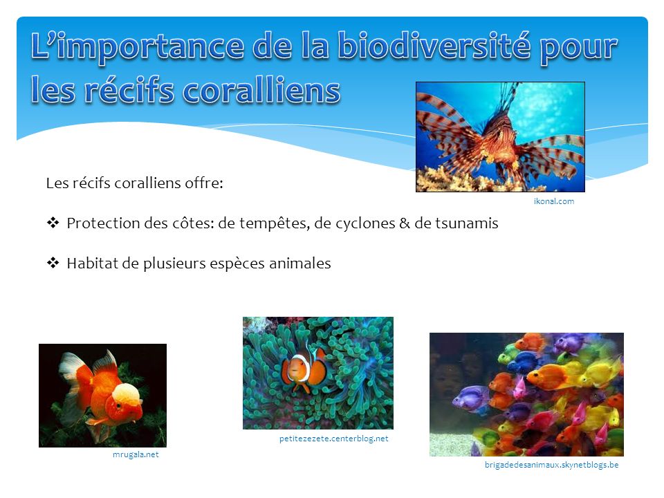 L’importance de la biodiversité pour les récifs coralliens