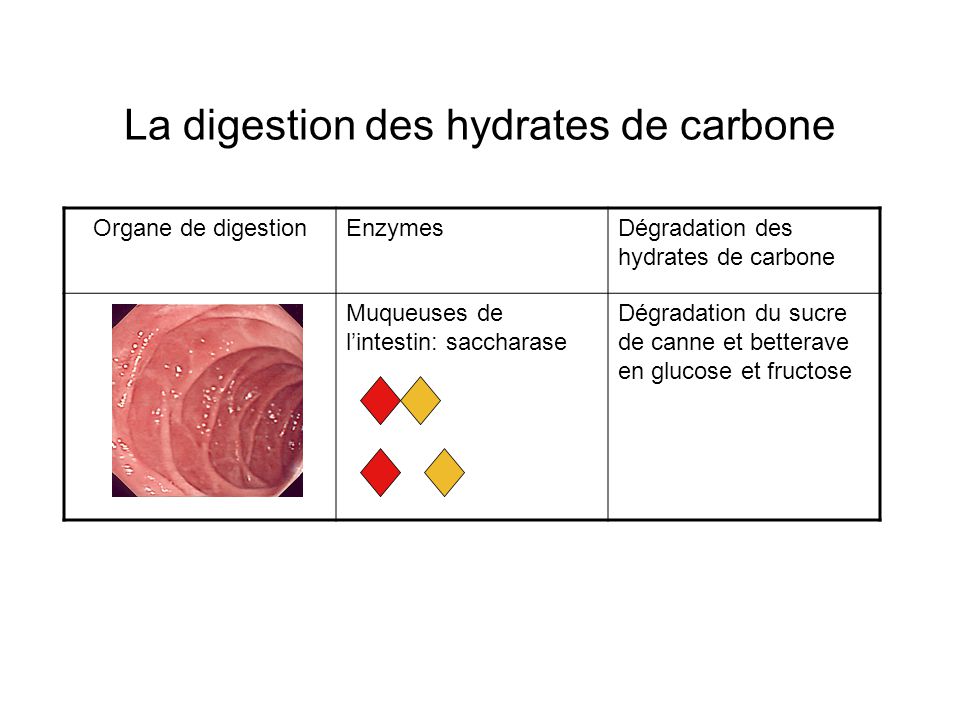 La digestion des hydrates de carbone