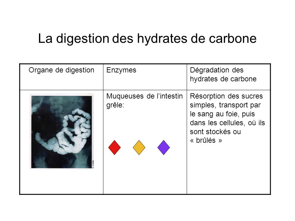 La digestion des hydrates de carbone
