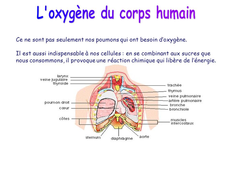 L oxygène du corps humain