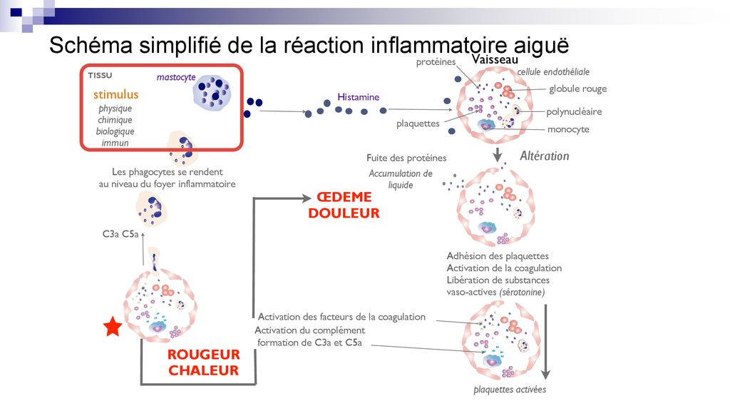 Le Processus Inflammatoire - Ppt Télécharger