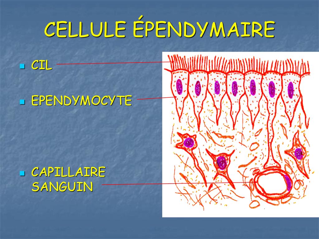 LA MOELLE EPINIERE. - Ppt Télécharger