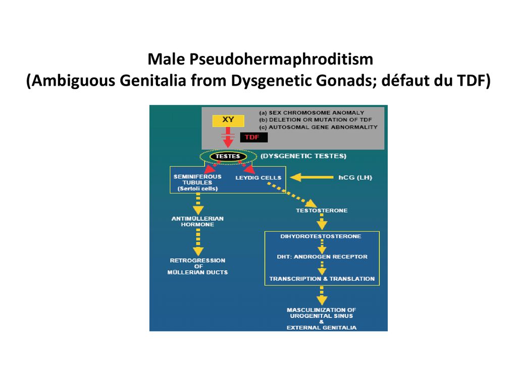 Centre Maherzi Biochimie 2eme Annee Pre Clinique Ppt Télécharger 9937