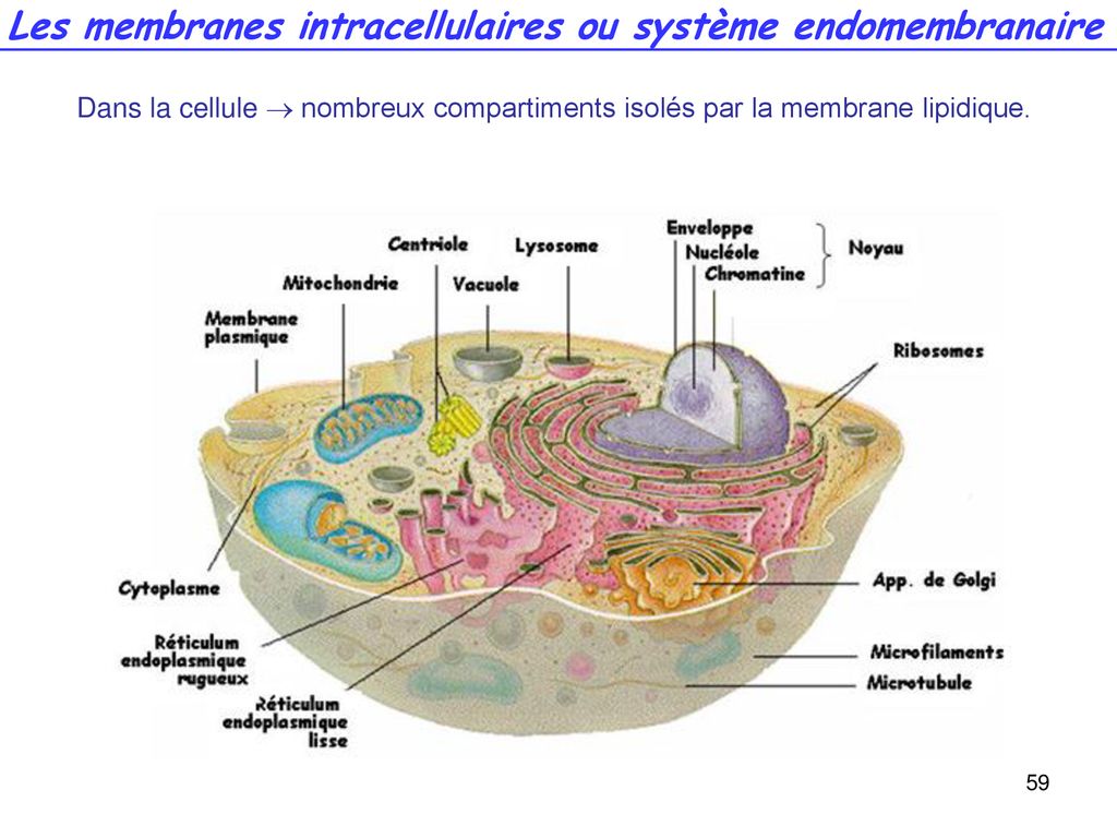 COURS De Biologie Fondamentale - Ppt Télécharger