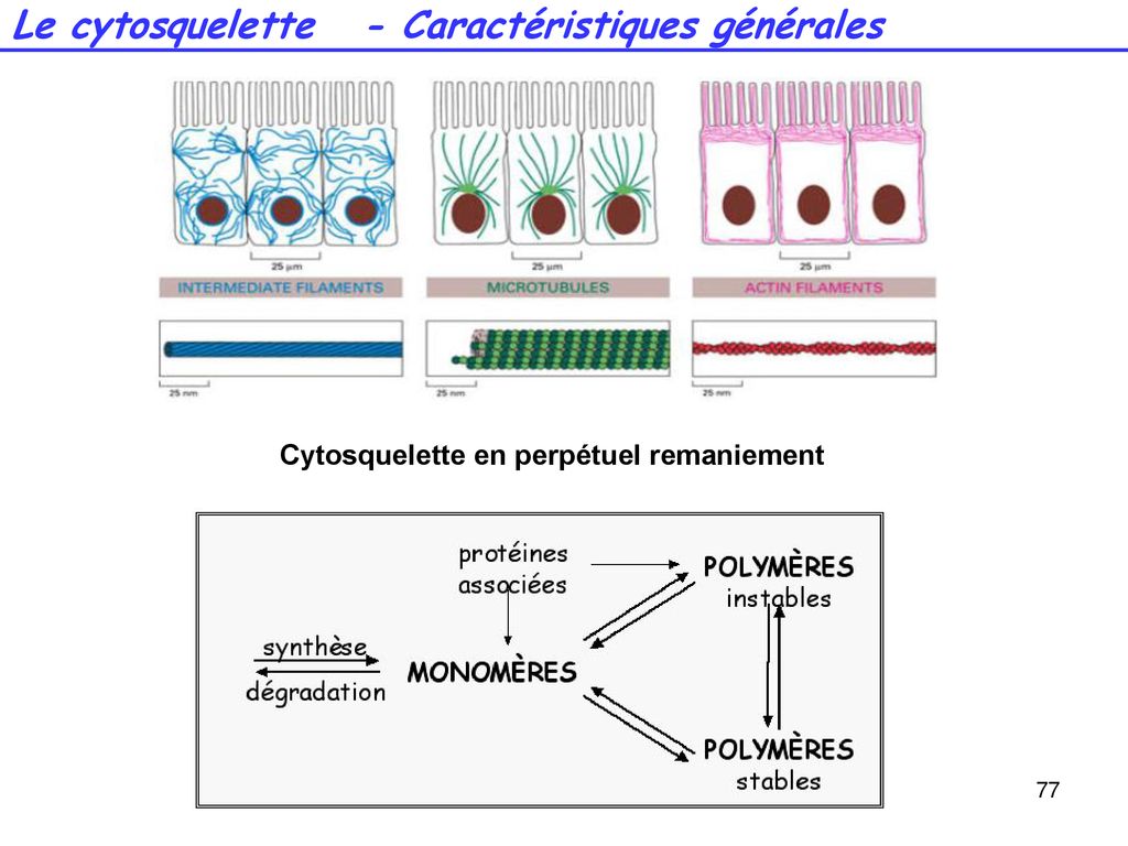 Cours De Biologie Fondamentale Ppt Télécharger