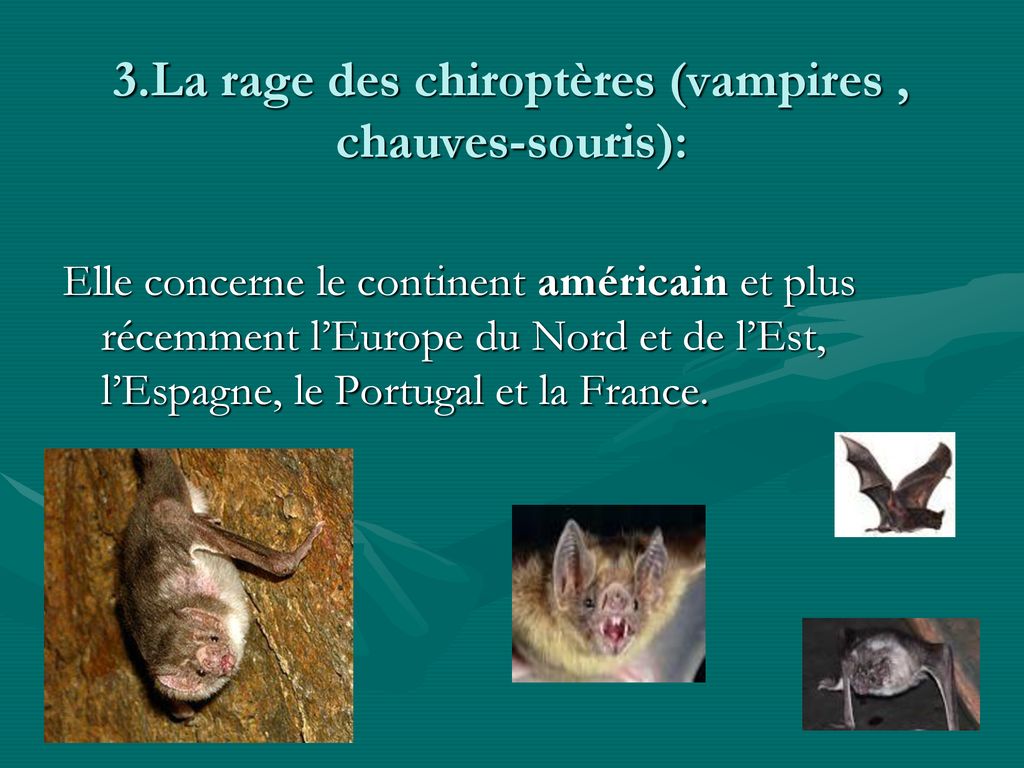 La rage Dr: BENSOUICI .N HMRUC. - ppt télécharger