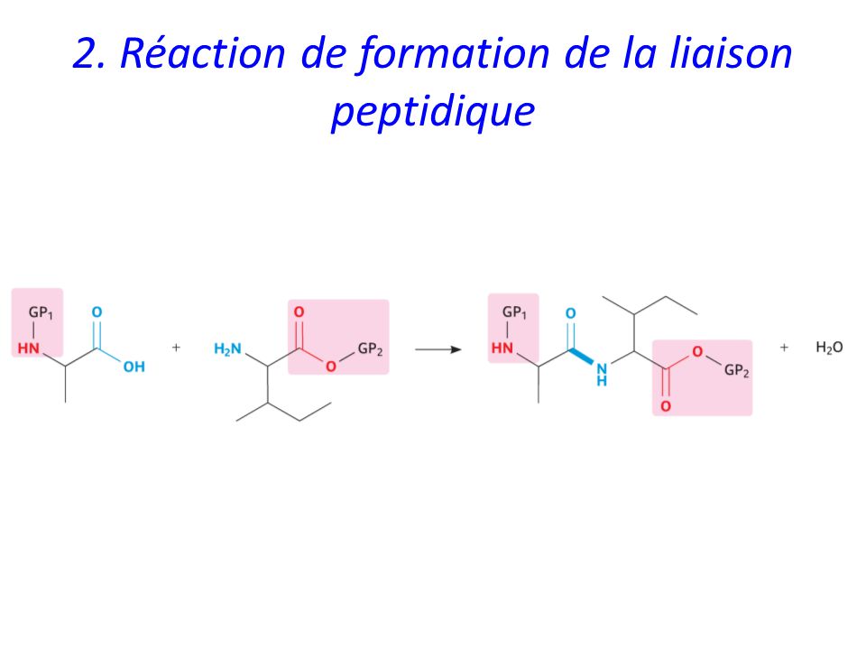 2. Réaction de formation de la liaison peptidique