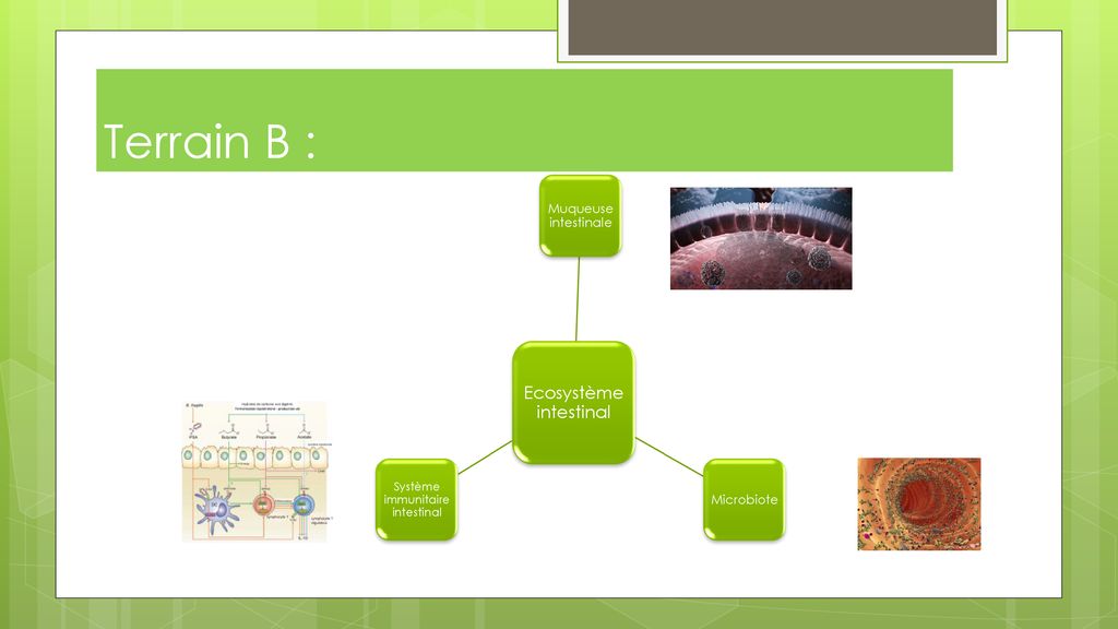 Intervention Naturopathie - Ppt Télécharger