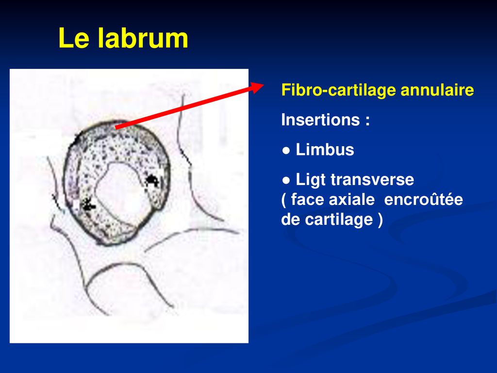 Le labrum Fibro-cartilage annulaire Insertions : ● Limbus