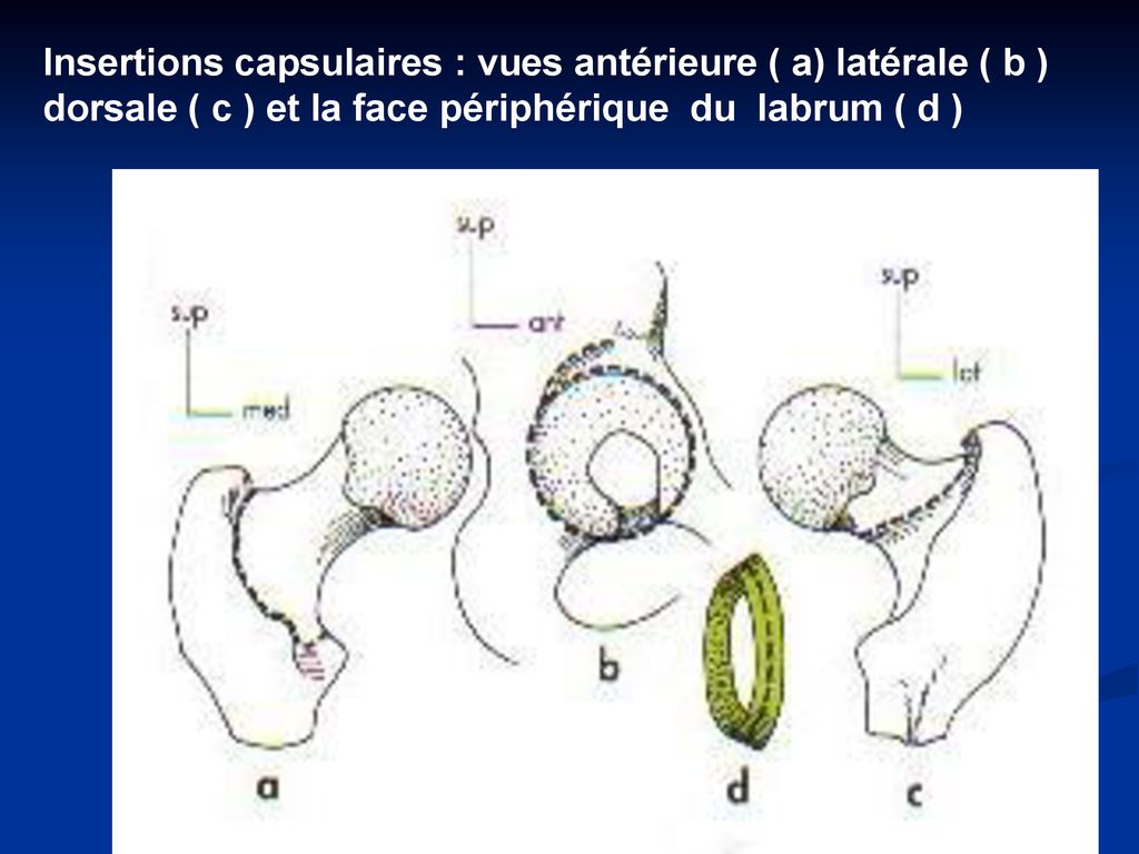 Insertions capsulaires : vues antérieure ( a) latérale ( b ) dorsale ( c ) et la face périphérique du labrum ( d )