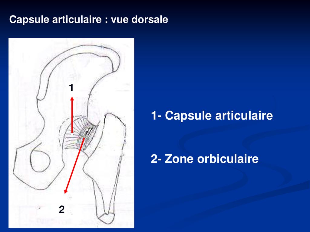 1- Capsule articulaire 2- Zone orbiculaire