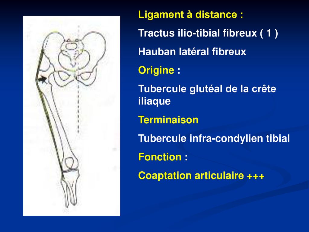 Ligament à distance : Tractus ilio-tibial fibreux ( 1 ) Hauban latéral fibreux. Origine : Tubercule glutéal de la crête iliaque.