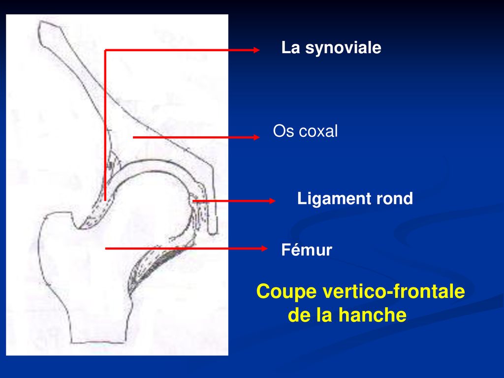 La synoviale Os coxal Ligament rond Fémur Coupe vertico-frontale de la hanche