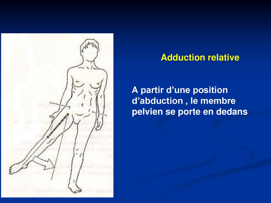 Adduction relative A partir d’une position d’abduction , le membre pelvien se porte en dedans