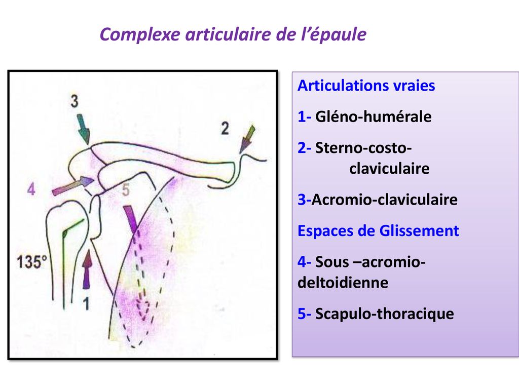 Articulația glenohumerală: funcții, anatomie, planuri și axe