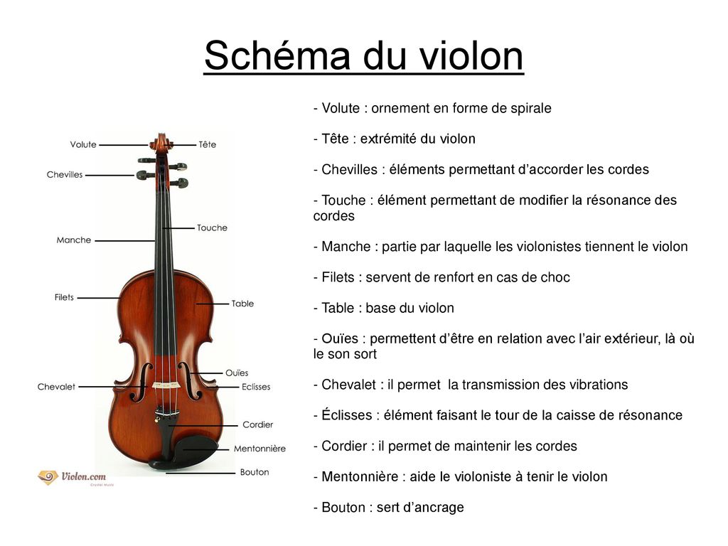 La structure du violon et ses composants