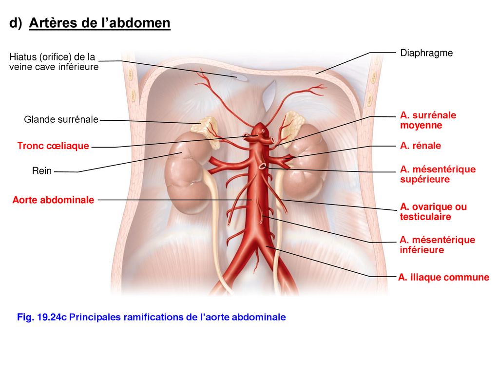 d) Artères de l’abdomen