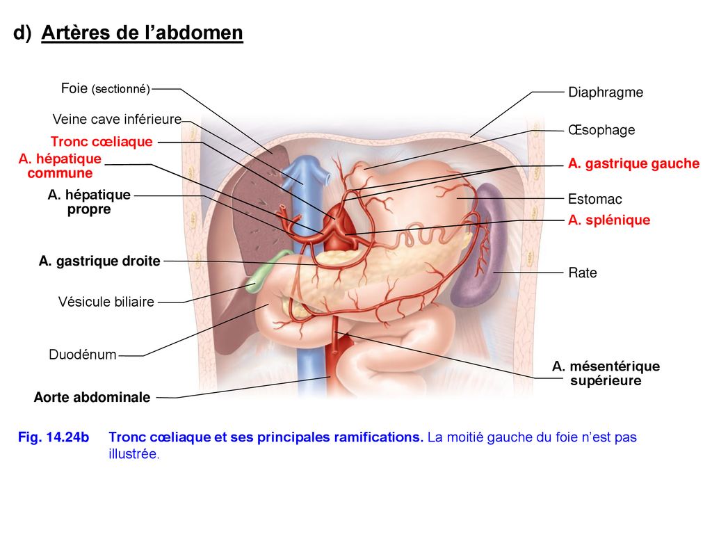 d) Artères de l’abdomen