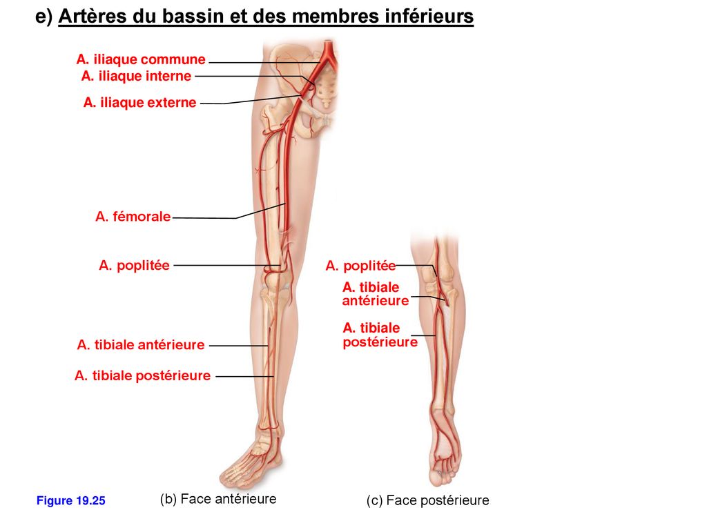 e) Artères du bassin et des membres inférieurs