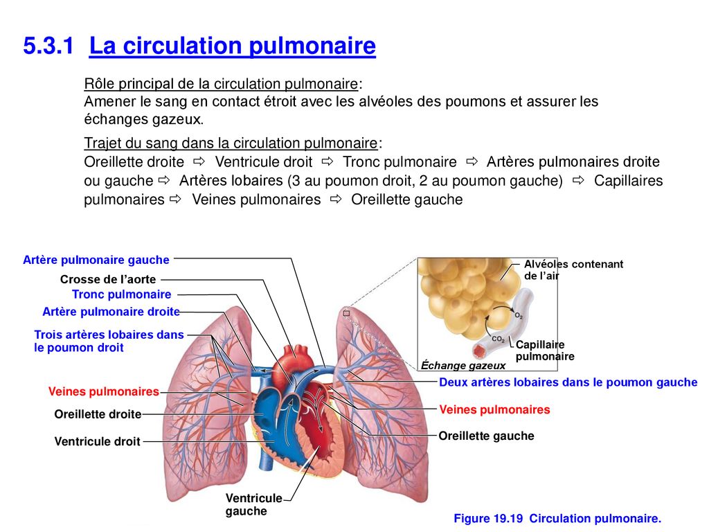 Figure Circulation pulmonaire.