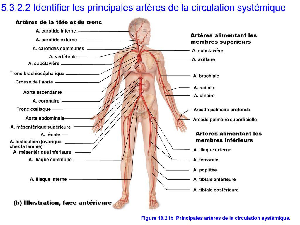 Figure 19.21b Principales artères de la circulation systémique.