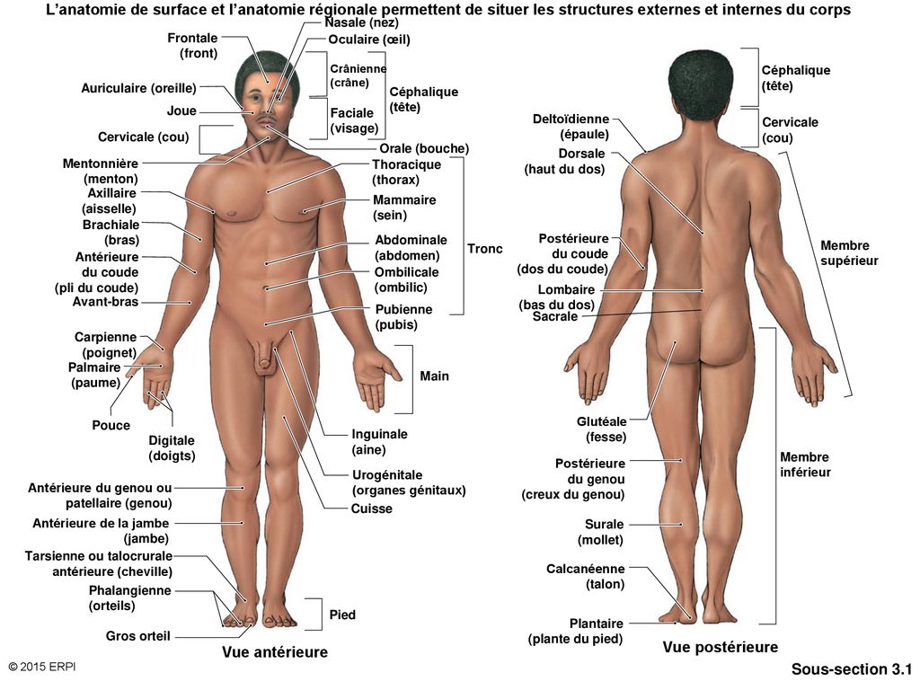 Présentation visuelle de l'anatomie humaine