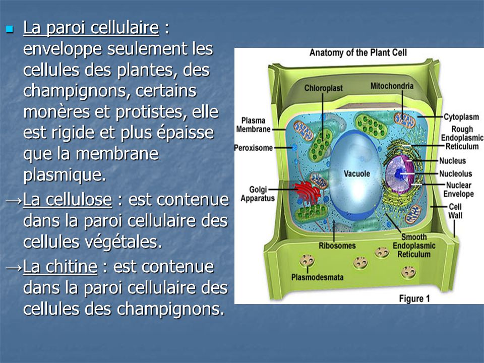 La paroi cellulaire : enveloppe seulement les cellules des plantes, des champignons, certains monères et protistes, elle est rigide et plus épaisse que la membrane plasmique.