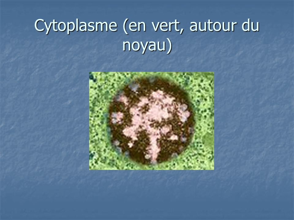 Cytoplasme (en vert, autour du noyau)