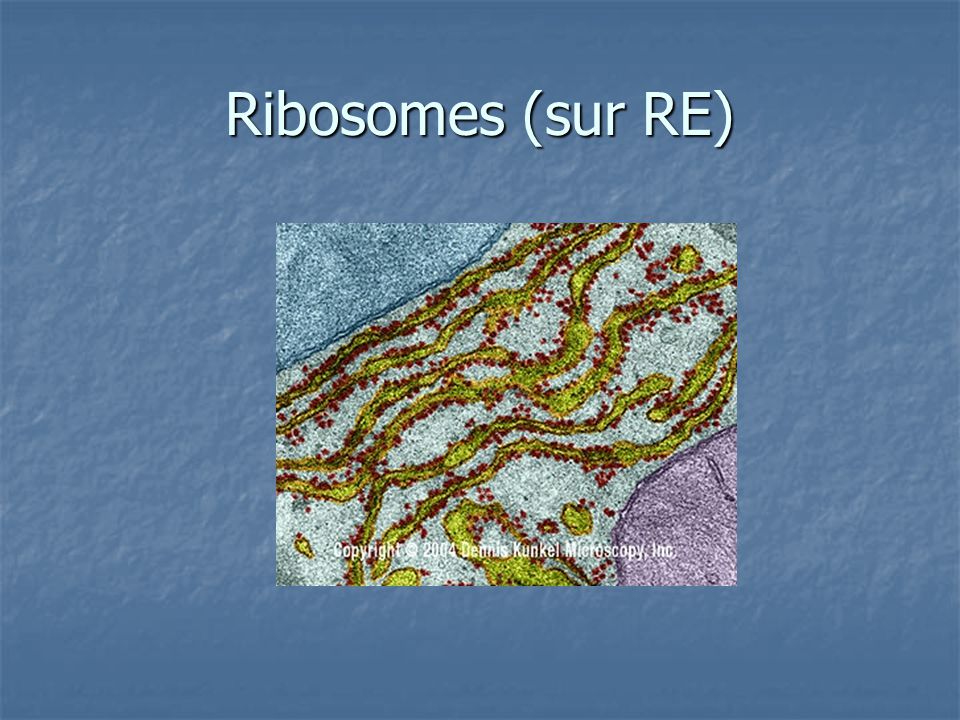 Ribosomes (sur RE)
