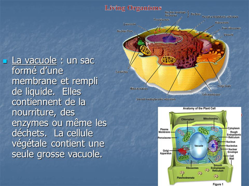La vacuole : un sac formé d’une membrane et rempli de liquide