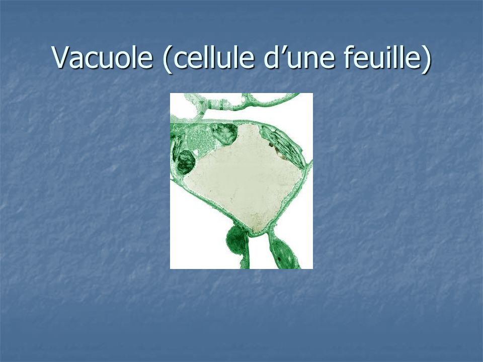 Vacuole (cellule d’une feuille)