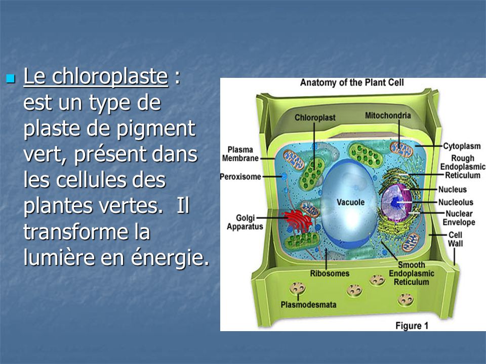 Le chloroplaste : est un type de plaste de pigment vert, présent dans les cellules des plantes vertes.