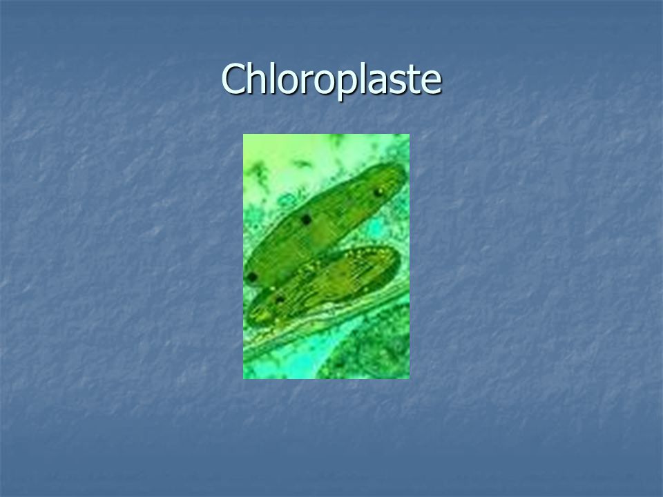 Chloroplaste