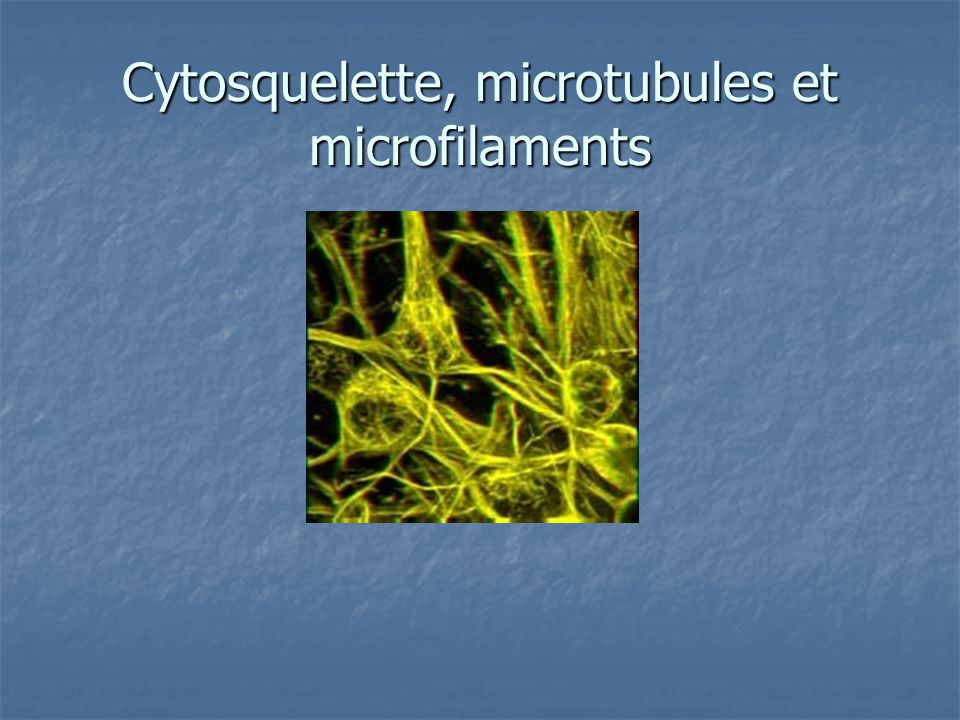 Cytosquelette, microtubules et microfilaments