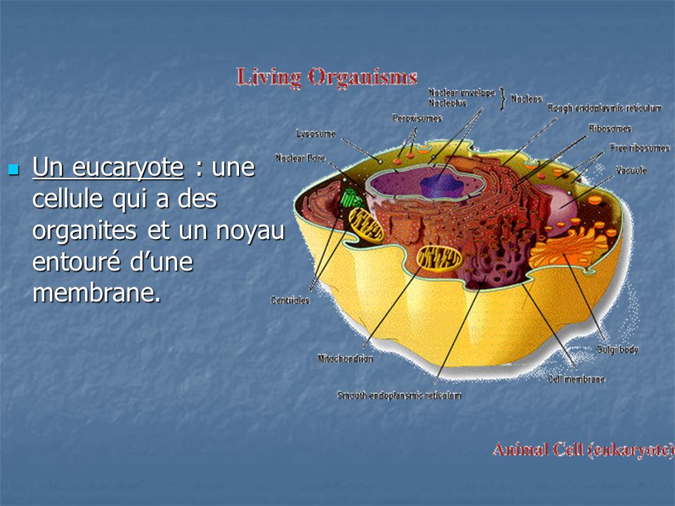 Un eucaryote : une cellule qui a des organites et un noyau entouré d’une membrane.